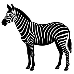 zebra isolated on white background