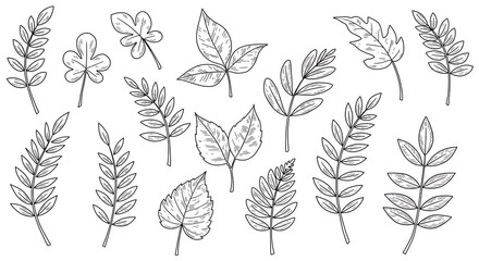 Fototapeta premium Set of hand drawn leaf vector illustration, flower isolated graphic elements for your design