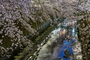 Cherry Blossoms and City Lights Reflected in Kanda River at Night, Tokyo