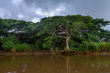 Fototapeta premium River cruise on the way to Likuri Island, Fiji, Mangrove trees