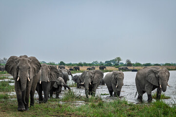 African bush elephant (Loxodonta africana) herd. Selinda. Okavango Delta. Botswana.