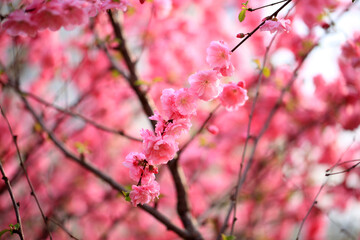 Peach trees blossom in spring