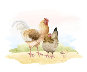 Watercolor chicken family with rooster, mother hen and baby chick isolated illustration. Outdoor poultry yard birds grazing in nature farm design. Realistic fowl landscape clipart for organic goods