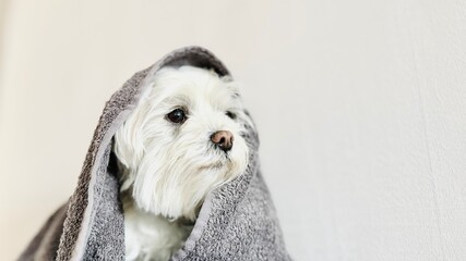 Cute white dog with towel on, drying off after a bath.