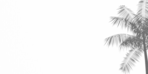 Summer messages and sale concept. 3D rendered palm shadows on white color wall. Large copy space, blank template.