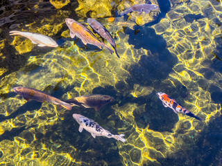 Tranqulazing and colorful koi fishes in a pond.