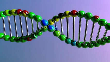 3D Rotating DNA Helix Model with Colorful Beads and Metallic Strands - Powered by Adobe