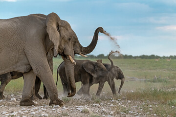 Obraz premium Elephant family herd crossing the savanna — animal of Africa 