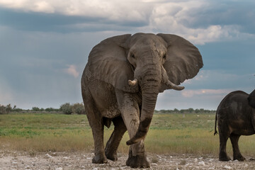 Obraz premium Elephant family herd crossing the savanna — animal of Africa 