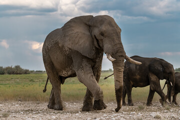 Obraz premium Elephant family herd crossing the savanna — animal of Africa 