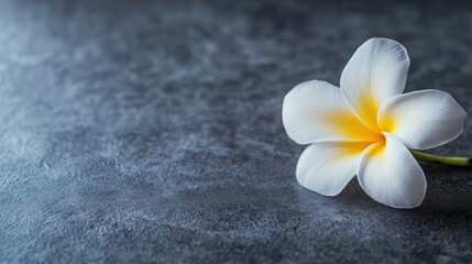 Single White Plumeria Flower on a Dark Background