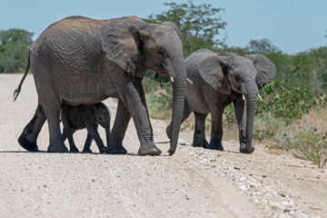 Elephant family herd crossing the savanna &mdash; animal of Africa
