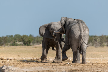 Obraz premium Elephant family herd crossing the savanna — animal of Africa 