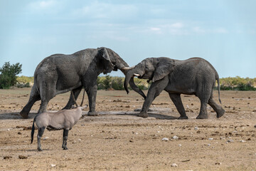 Fototapeta premium Elephant family herd crossing the savanna — animal of Africa 