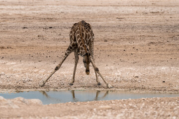 African giraffe walking across savanna — animal of Africa  © Davide Antoniani