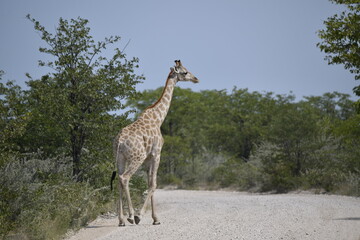 African giraffe walking across savanna — animal of Africa
