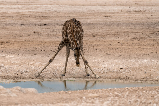 African giraffe walking across savanna &mdash; animal of Africa
