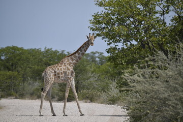 African giraffe walking across savanna — animal of Africa
