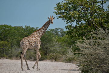 African giraffe walking across savanna — animal of Africa

