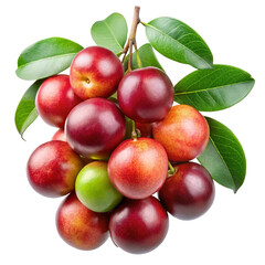 A bunch of ripe Acerola cherries on the branch with green leaves isolated onTrensprent background