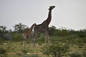 African giraffe walking across savanna — animal of Africa
