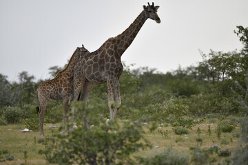 African giraffe walking across savanna &mdash; animal of Africa
