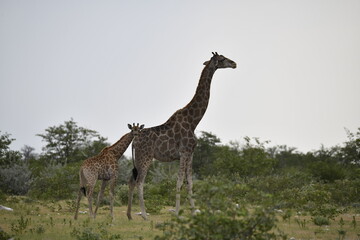 African giraffe walking across savanna — animal of Africa
