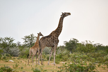 African giraffe walking across savanna — animal of Africa
