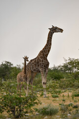 African giraffe walking across savanna — animal of Africa
