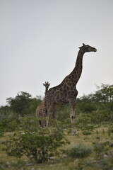 African giraffe walking across savanna — animal of Africa
