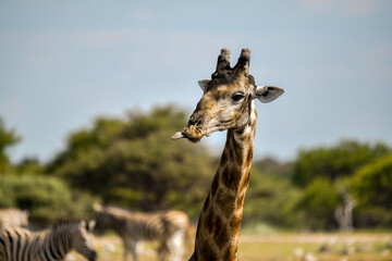 African giraffe walking across savanna — animal of Africa
