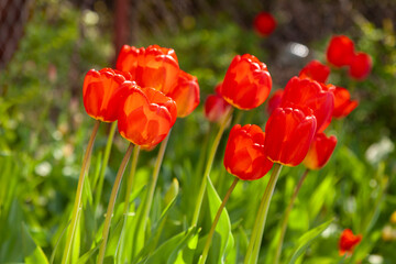 Red tulips grow in the garden in the rays of the spring sun