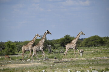 African giraffe walking across savanna — animal of Africa
