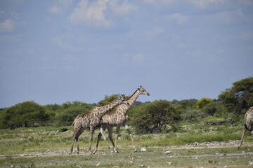 African giraffe walking across savanna — animal of Africa
