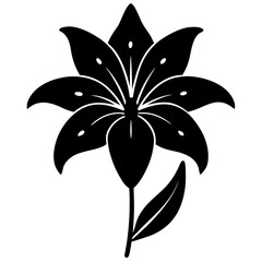 Monsoon lily silhouette isolated on white background