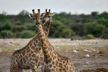 African giraffe drinking with splayed legs — animal of Africa
