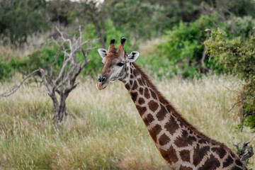 African giraffe drinking with splayed legs — animal of Africa
