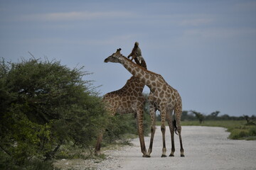 Gentle giraffe with calf in the savannah, animal of Africa

