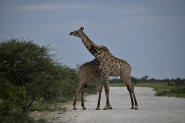 Gentle giraffe with calf in the savannah, animal of Africa
