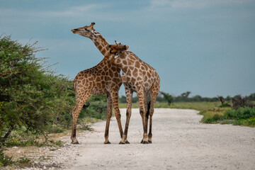 Male giraffes necking in contest — animal of Africa
