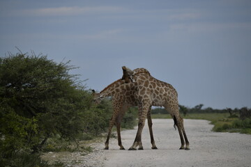 Gentle giraffe with calf in the savannah, animal of Africa
