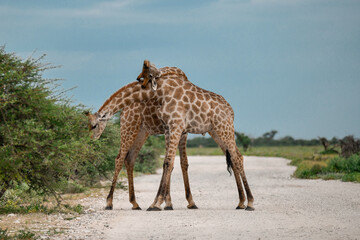 Male giraffes necking in contest — animal of Africa
