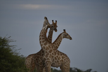 Gentle giraffe with calf in the savannah, animal of Africa
