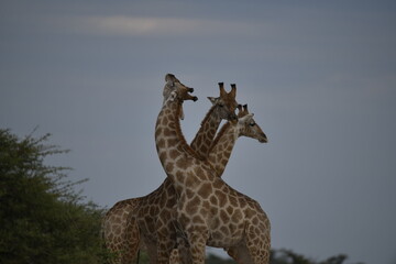 Gentle giraffe with calf in the savannah, animal of Africa

