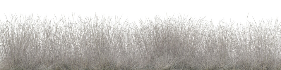 Dried Red Fescue grass field in nature with isolated on transparent background - PNG file, 3D rendering for create and design