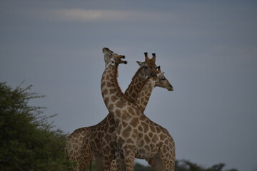 Gentle giraffe with calf in the savannah, animal of Africa

