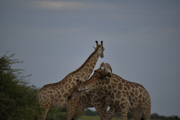 Gentle giraffe with calf in the savannah, animal of Africa
