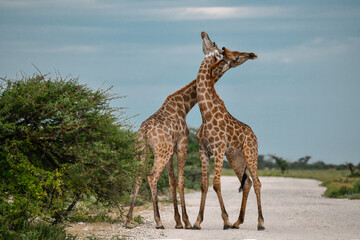Male giraffes necking in contest — animal of Africa
