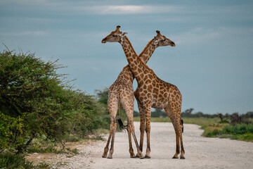 Male giraffes necking in contest — animal of Africa
