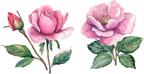 Fototapeta premium Modern Watercolor Pink Rose